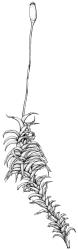 Leptodontium interruptum, habit with capsule, moist. Drawn from T.F. Cheeseman s.n., Oct. 1882, AK 10906.
 Image: R.D. Seppelt © R.D.Seppelt All rights reserved